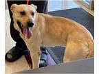 Labrador Retriever DOG FOR ADOPTION RGADN-1388508 - ROLEX - Labrador Retriever