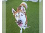 Mix DOG FOR ADOPTION RGADN-1388509 - REYNA - Husky (medium coat) Dog For