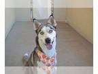 Huskies Mix DOG FOR ADOPTION RGADN-1388514 - Lady Gilbert - Husky / Mixed Dog