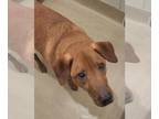 Chow Chow-Labrador Retriever Mix DOG FOR ADOPTION RGADN-1388518 - GIBBS -