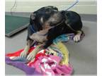 American Staffordshire Terrier DOG FOR ADOPTION RGADN-1388519 - WEDNESDAY -
