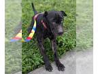 Chinese Shar-Pei Mix DOG FOR ADOPTION RGADN-1388530 - ENZO - Chinese Shar-Pei /