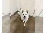 Siberian Husky DOG FOR ADOPTION RGADN-1388533 - BLUE - Siberian Husky (short