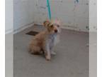Mix DOG FOR ADOPTION RGADN-1388545 - LUCA - Toy Fox Terrier (medium coat) Dog