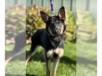 German Shepherd Dog DOG FOR ADOPTION RGADN-1388551 - Shirley - German Shepherd