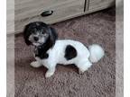 Havanese DOG FOR ADOPTION RGADN-1388553 - Macy - Havanese (long coat) Dog For