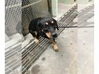 Rottweiler-Treeing Walker Coonhound Mix DOG FOR ADOPTION RGADN-1388565 - TURNER