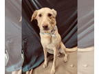 Golden Labrador DOG FOR ADOPTION RGADN-1388572 - Loretta - Labrador Retriever /