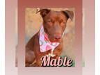 Mix DOG FOR ADOPTION RGADN-1388573 - Mable - Chocolate Labrador Retriever