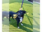 Labrador Retriever DOG FOR ADOPTION RGADN-1388575 - Yuno - Labrador Retriever