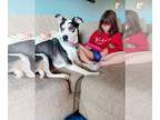 Catahoula Leopard Dog Mix DOG FOR ADOPTION RGADN-1388576 - Stormy - Catahoula