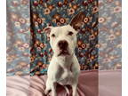 American Pit Bull Terrier Mix DOG FOR ADOPTION RGADN-1388578 - Stacy - American