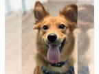 Australian Shepherd-Collie Mix DOG FOR ADOPTION RGADN-1388579 - Bigsby -