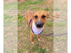 German Shepherd Dog Mix DOG FOR ADOPTION RGADN-1388580 - Mable - German Shepherd