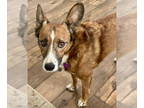 Welsh Cardigan Corgi DOG FOR ADOPTION RGADN-1388583 - Bear - Corgi / Cardigan