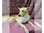 Siberian Husky DOG FOR ADOPTION RGADN-1388589 - Loraine - Siberian Husky (medium