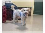 Poodle (Miniature) DOG FOR ADOPTION RGADN-1388594 - A517857 - Poodle (Miniature)