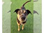Shepweiller DOG FOR ADOPTION RGADN-1388596 - *TOM - German Shepherd Dog /