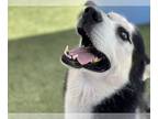 Siberian Husky Mix DOG FOR ADOPTION RGADN-1388614 - Nemo - Siberian Husky /