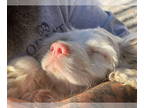 Cocker Spaniel DOG FOR ADOPTION RGADN-1388615 - Bluey - Cocker Spaniel Dog For