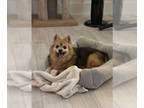 Pomeranian Mix DOG FOR ADOPTION RGADN-1388618 - Daisy - Pomeranian / Yorkshire