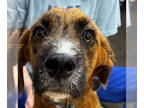 Plott Hound Mix DOG FOR ADOPTION RGADN-1388619 - Wilson - Plott Hound / Mixed