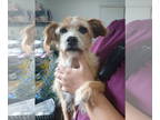 Border Terrier Mix DOG FOR ADOPTION RGADN-1388620 - Cookie - Border Terrier /