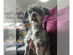 Shih Tzu Mix DOG FOR ADOPTION RGADN-1388626 - Rocco - Shih Tzu / Mixed Dog For