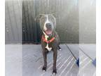 American Staffordshire Terrier Mix DOG FOR ADOPTION RGADN-1388629 - Gia -