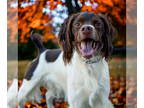 Brittany DOG FOR ADOPTION RGADN-1388630 - Loki - Brittany (medium coat) Dog For