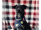 Australian Cattle Dog Mix DOG FOR ADOPTION RGADN-1388631 - Hunko - Queensland
