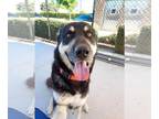 German Shepherd Dog-Siberian Husky Mix DOG FOR ADOPTION RGADN-1388632 - Clark -