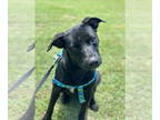 Labrador Retriever Mix DOG FOR ADOPTION RGADN-1388633 - Meg - Labrador Retriever