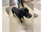 Labrador Retriever Mix DOG FOR ADOPTION RGADN-1388634 - FIERRO - Labrador