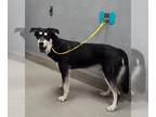 Alaskan Malamute Mix DOG FOR ADOPTION RGADN-1388645 - *RUGER - Alaskan Malamute