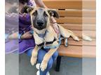 German Shepherd Dog DOG FOR ADOPTION RGADN-1388647 - ARCHER - German Shepherd