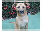 Shepradors DOG FOR ADOPTION RGADN-1388650 - LEILA - Labrador Retriever / German