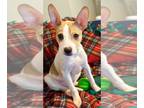 Toy Fox Terrier Mix DOG FOR ADOPTION RGADN-1388657 - Opal - Toy Fox Terrier /