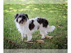 Lhasa Apso DOG FOR ADOPTION RGADN-1388659 - Ricky and Lucy - Lhasa Apso (medium