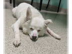 American Eskimo Dog DOG FOR ADOPTION RGADN-1388660 - Lucy and Ricky - American
