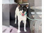Jack Russell Terrier Mix DOG FOR ADOPTION RGADN-1388662 - Robin - Jack Russell
