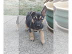 German Shepherd Dog Mix DOG FOR ADOPTION RGADN-1388664 - Pugsley - German