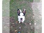 Pembroke Welsh Corgi Mix DOG FOR ADOPTION RGADN-1388667 - Buster - Corgi / Mixed