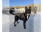 Shollie DOG FOR ADOPTION RGADN-1388669 - Sammy - German Shepherd Dog / Border