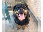 Rottweiler DOG FOR ADOPTION RGADN-1388676 - *BUFFY - Rottweiler (medium coat)