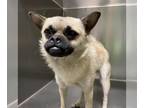 Pug DOG FOR ADOPTION RGADN-1388677 - *RASCAL - Pug (medium coat) Dog For