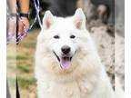 Samoyed DOG FOR ADOPTION RGADN-1388678 - MISHKA - Samoyed (medium coat) Dog For