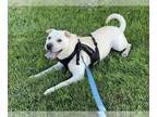 Chinese Shar-Pei Mix DOG FOR ADOPTION RGADN-1388687 - Glen Coco - Chinese