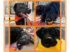 Labrador Retriever Mix DOG FOR ADOPTION RGADN-1388697 - Winnie - Labrador