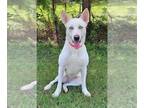 Huskies Mix DOG FOR ADOPTION RGADN-1388699 - HAYZEL - Husky / Mixed (short coat)